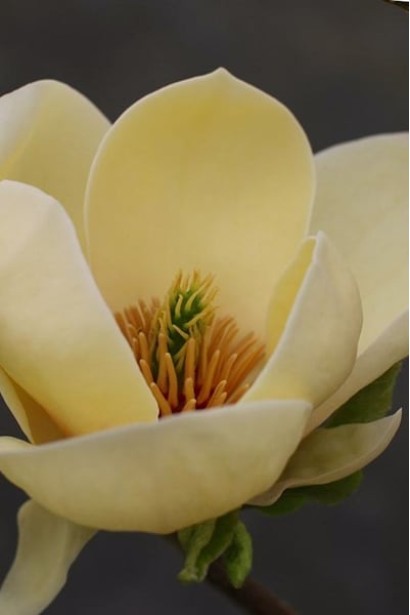 Квітка магнолії Honey Tulip. 